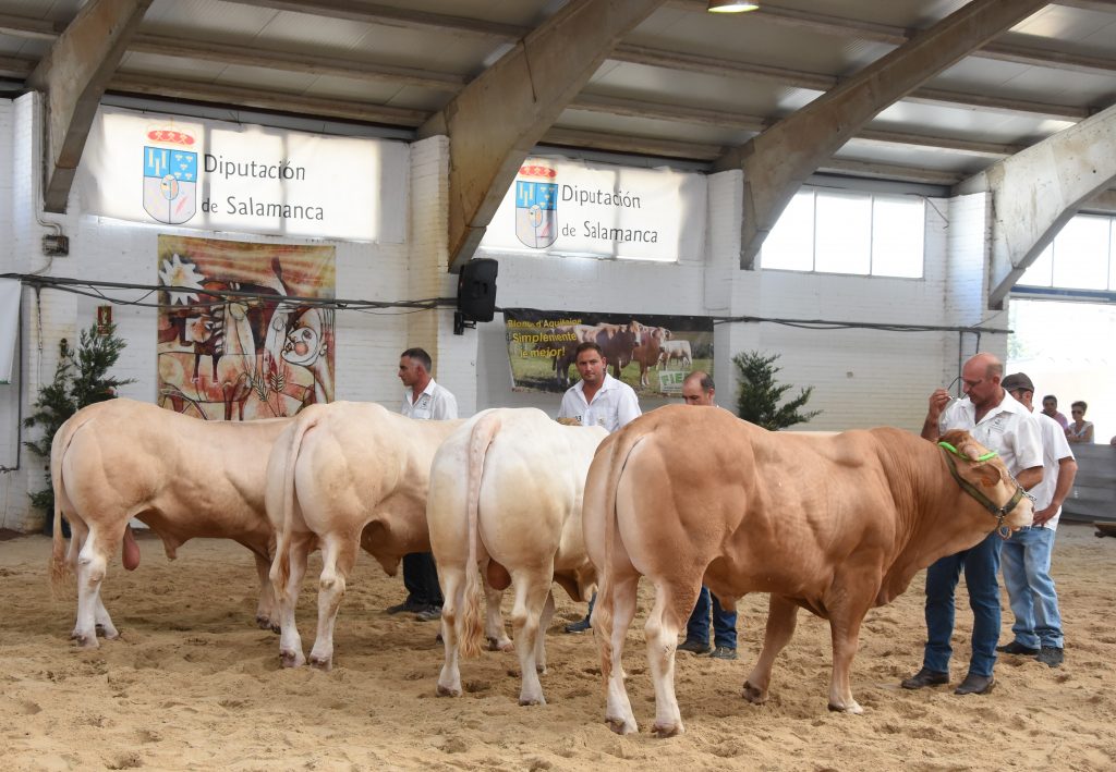 Resultados del X Concurso Nacional de Raza Blonda de Aquitania Sección