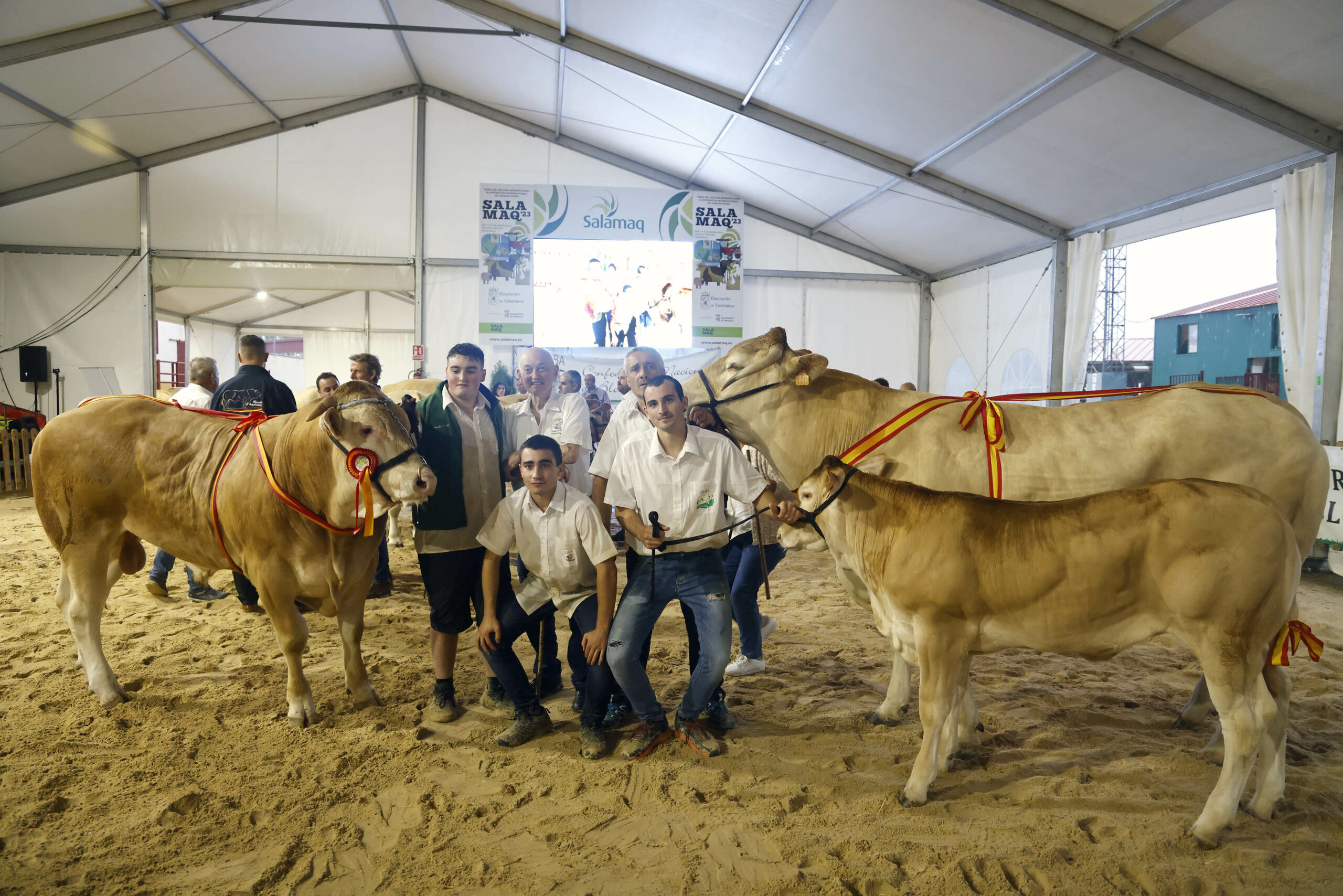 Thor” y “Nekane” Campeones del XV Concurso Nacional de Raza Blonda de  Aquitania | Salamaq