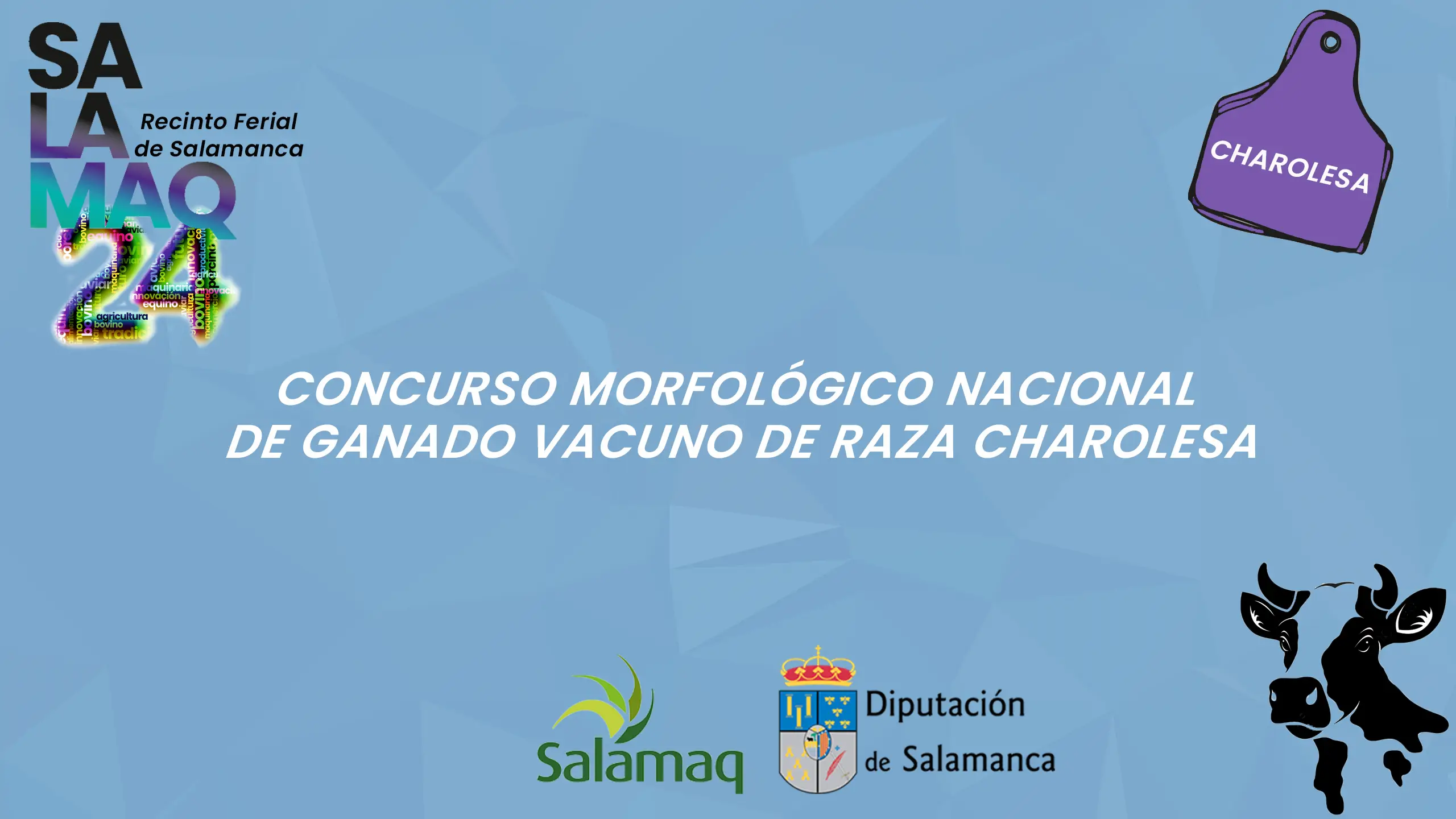 Sala 1: Charolés. Retransmisión de concursos morfológicos de ganado selecto.