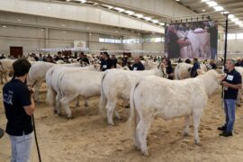 XXXV Concurso Nacional de Ganado Vacuno de la Raza Charolesa. Sección Hembras