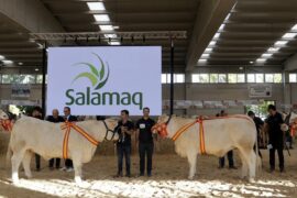 “Oriana” y “París” Campeonas Adulta y Joven del XXXV Concurso Nacional de Ganado Vacuno de la Raza Charolesa