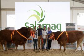 “Pocholo” y “Natacha” Campeón y Campeona del 32 Concurso Nacional de Raza Limusina