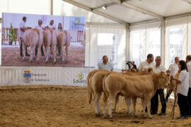 Resultados del XVI Concurso Nacional de Raza Blonde de Aquitania