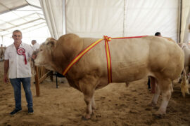 “Pompidou” y “Paloma” Campeones del XVI Concurso Nacional de Raza Blonde de Aquitania