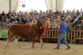 RESULTADOS DE LA SUBASTA NACIONAL DE GANADO BOVINO EN SALAMAQ 2024