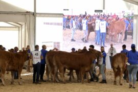 RESULTADOS DEL 32 CONCURSO NACIONAL DE RAZA LIMUSINA HEMBRAS JÓVENES