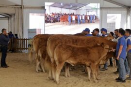 Resultados del 32 Concurso Nacional de Raza Limusina Hembras